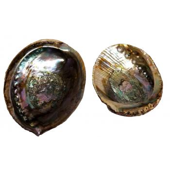 KINS-46 Abalone Green 5-6" Shell