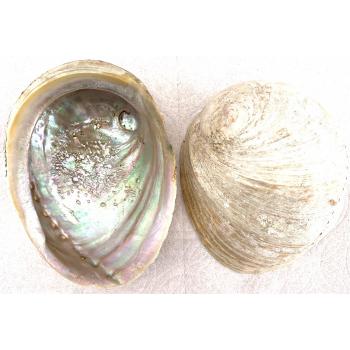 KINS-46A White Abalone Shell 5-6 Inch 