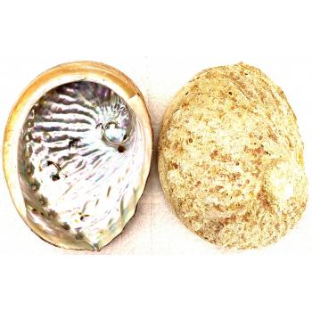 KINS-46B Green Abalone 4 -5 Inch 